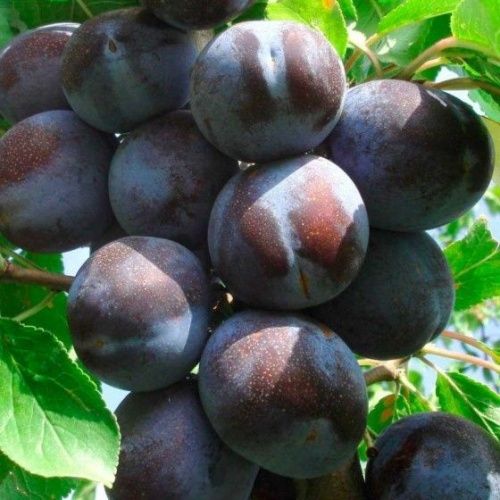 Слива колоновидная Блю Свит