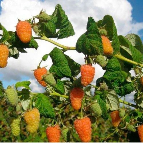 Малина Оранжевое чудо