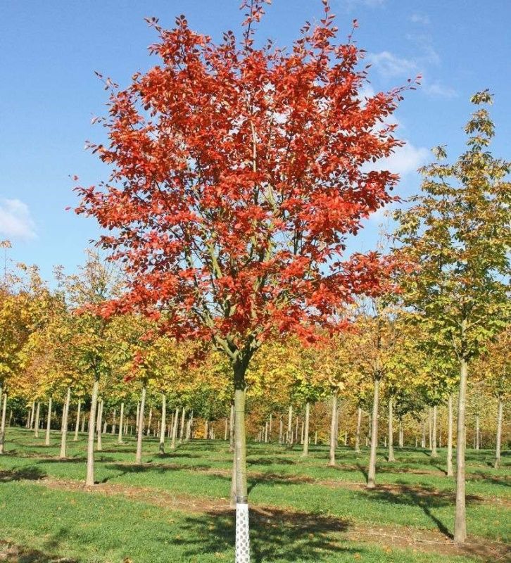 Ирга канадская (С10, 060-080)