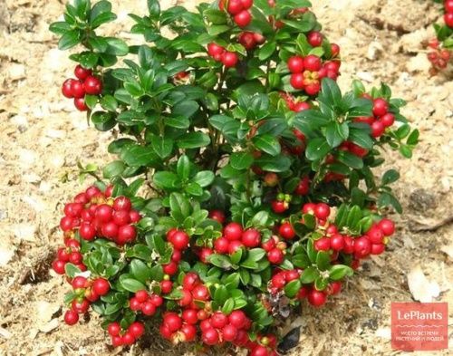 Брусника Рубин