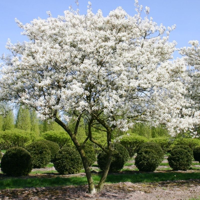 Ирга канадская