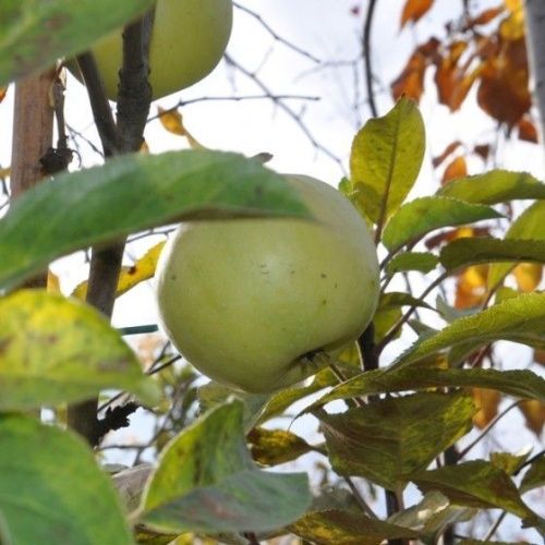 Яблоня Гибридная