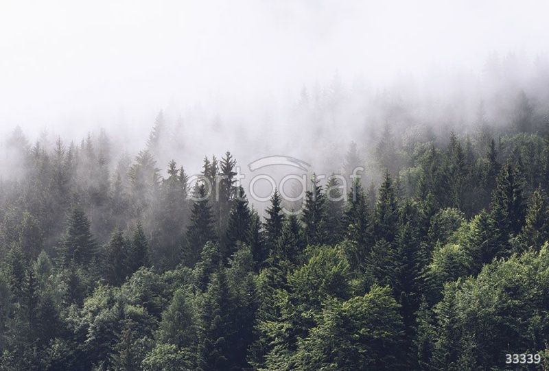 Фреска Туманный лес Art.33339