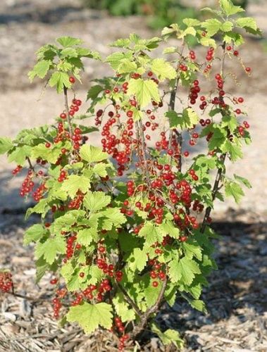 Смородина красная Поляна