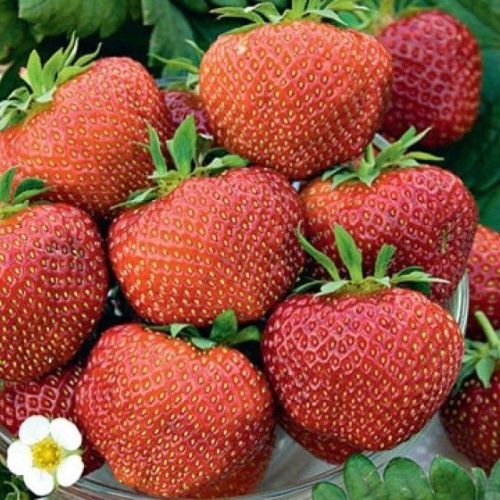 Земляника Полька