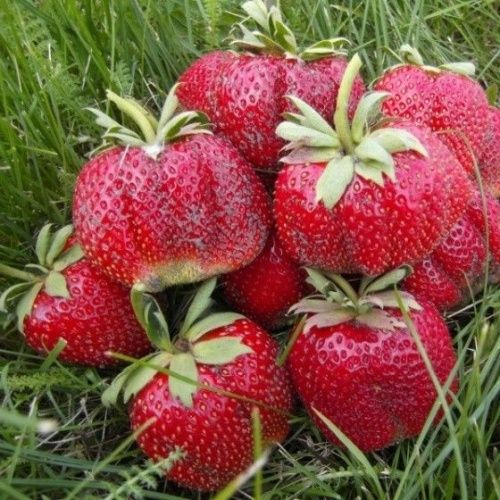 Земляника Мармелада