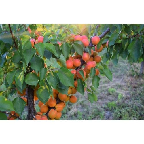 Абрикос Снегирек