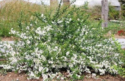 Айва Нивалис