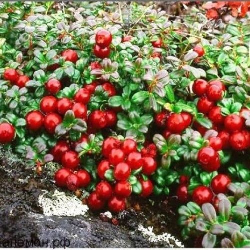 Брусника Ред Перл