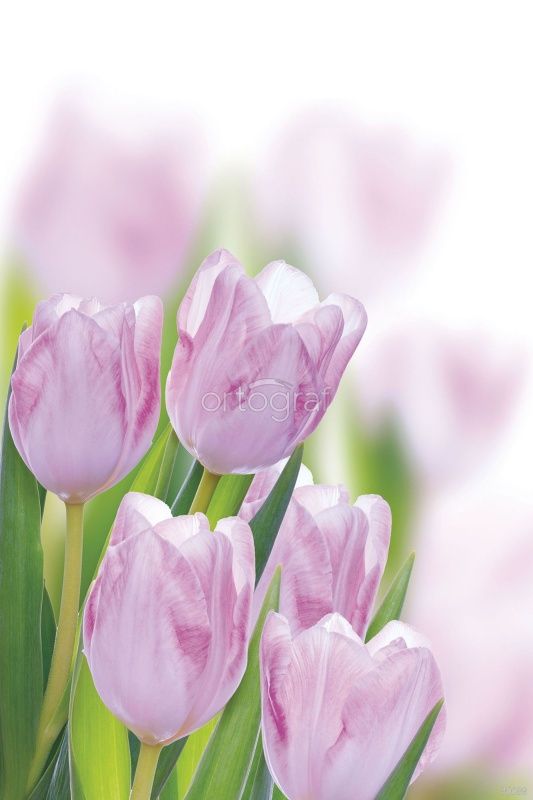 Фреска Нежные тюльпаны Art.30088