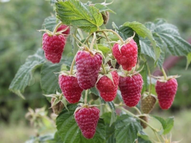 Малина Награда